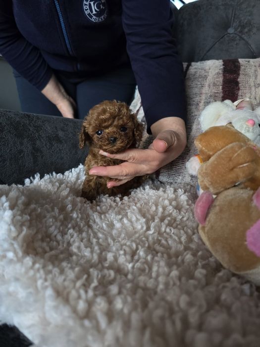 Микро пудел [micro poodle] развъдник Хасково БАБХ