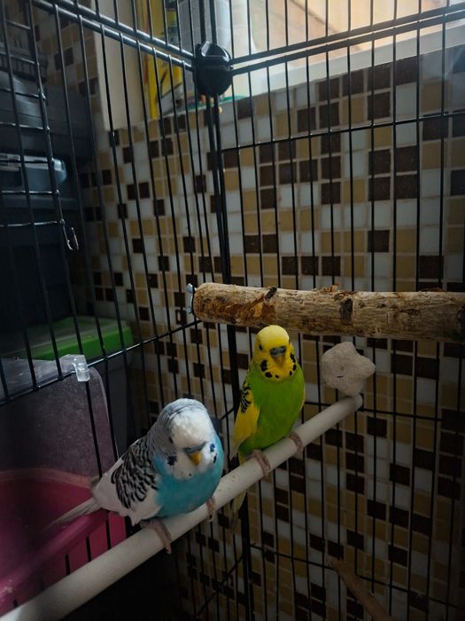 Продаю попугай 2 штуки с клеткой))
