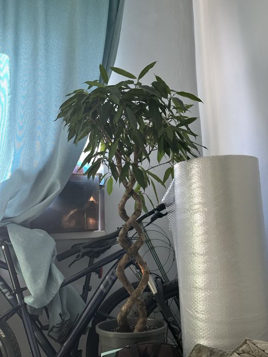 Фикус Амстел кинг