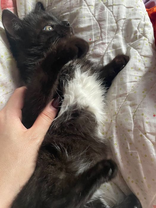 Отдам в добрые руки