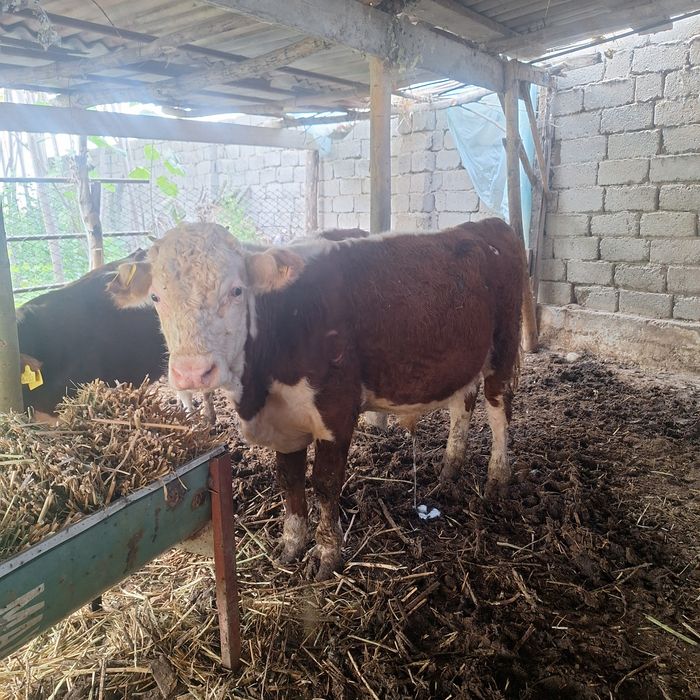 Gereford,Semintal, zotli xukizchalar