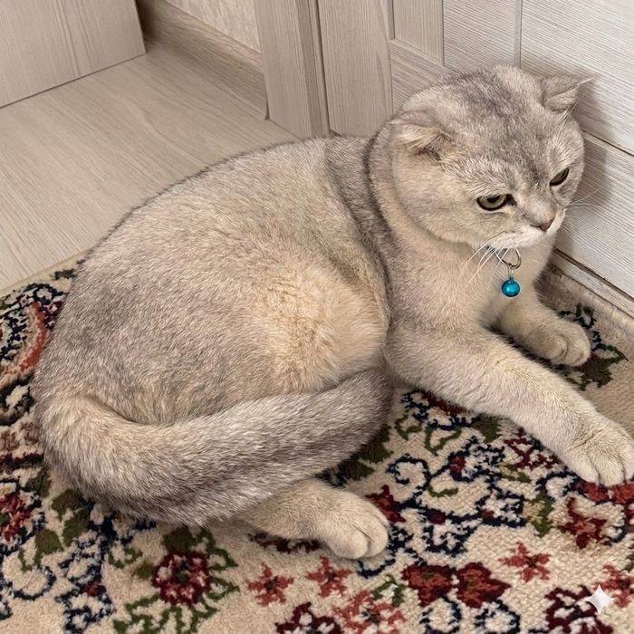 Scotish fold-Silver chinchilla mushuk srochni sotiladi