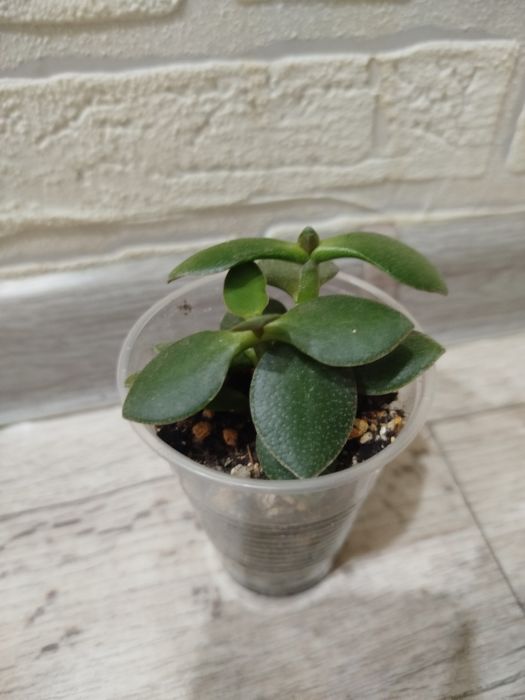 Продам суккуленты разных видов