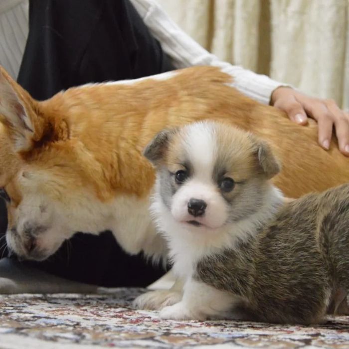 Вельш корги пемброг щенки шикарные