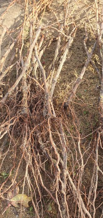 Vand butasi-vita-de-vie