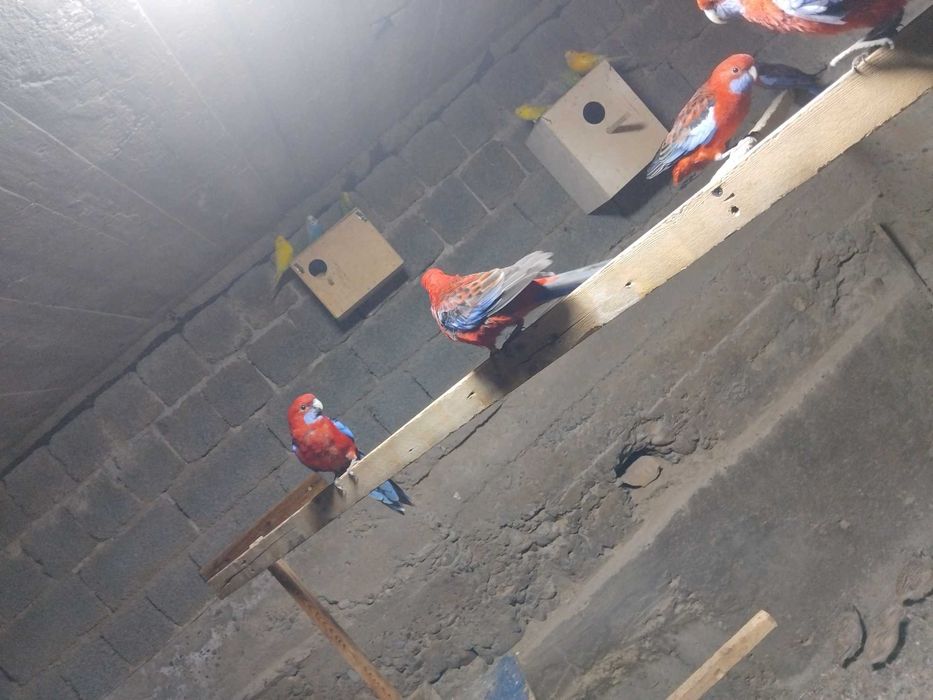 Penant karalevski narla sotiladi