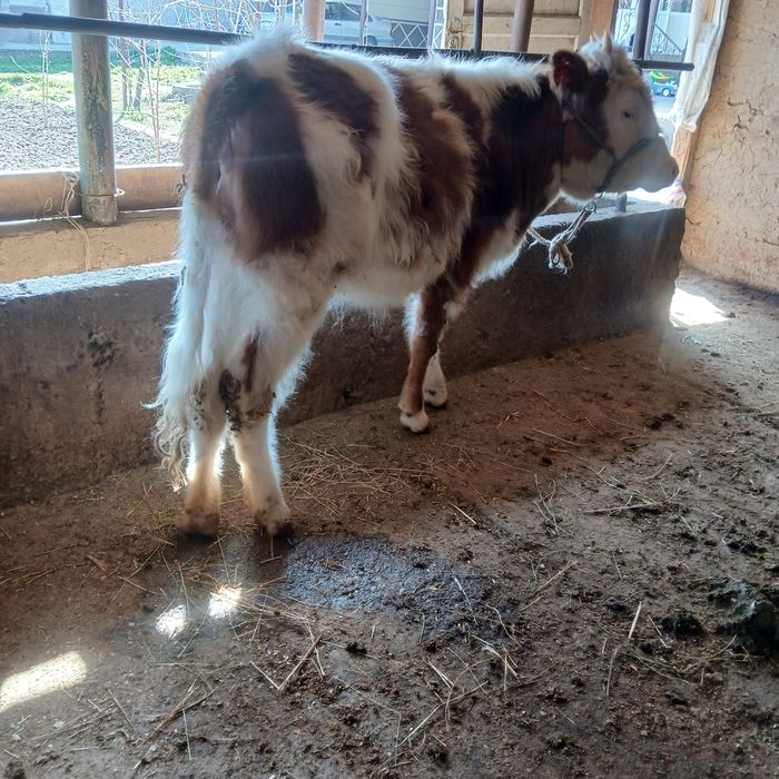 Сементол сатылады