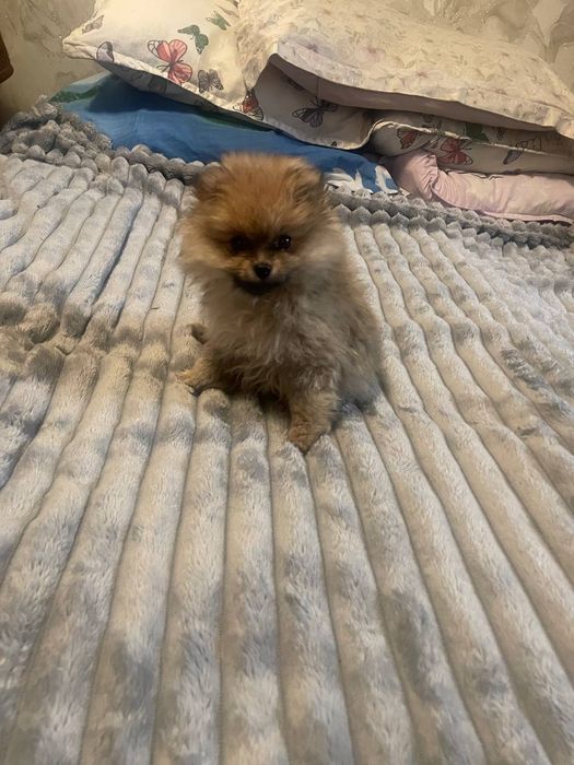 Продается шпиц 2 месяца