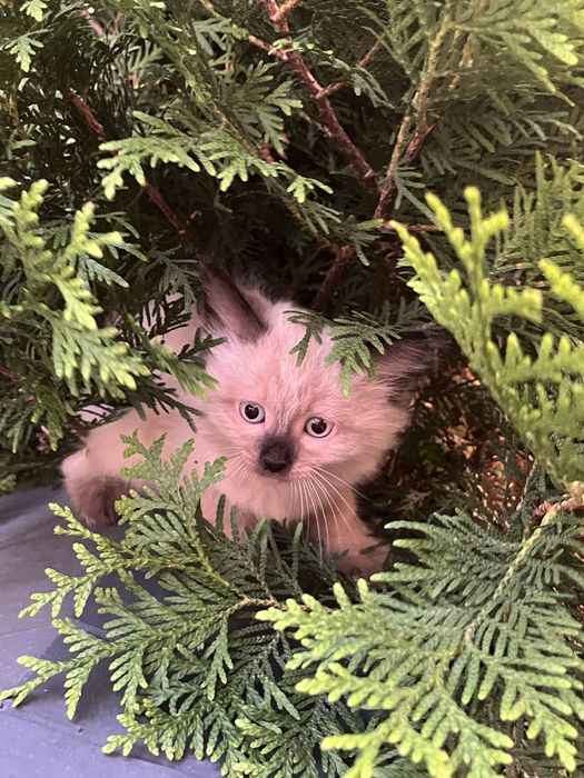 Котята ищут дома