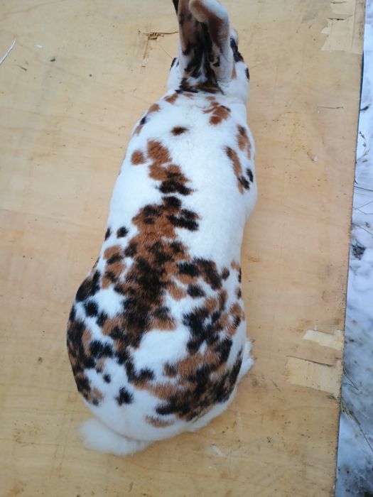 Ocazie iepuri de rasa