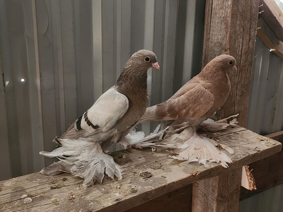 Продаются голуби