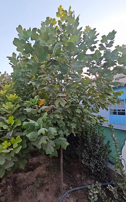 Тюльпанное дерево – лола дарахт сотилади