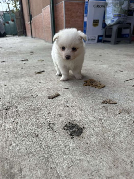 Среден немски шпиц