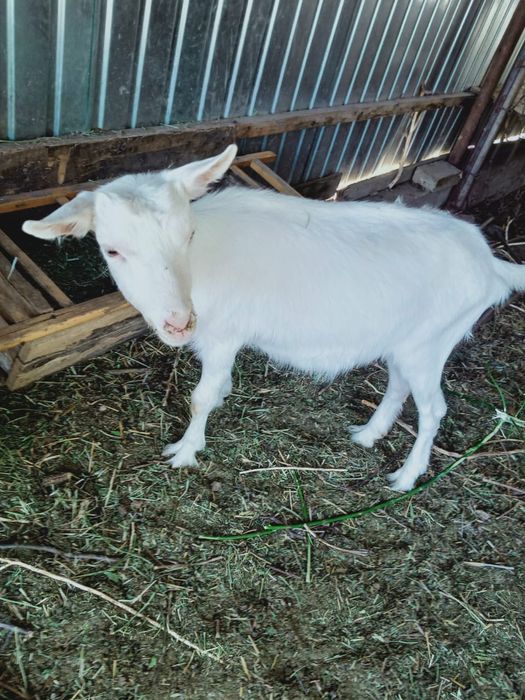 Продам зааненскую казу