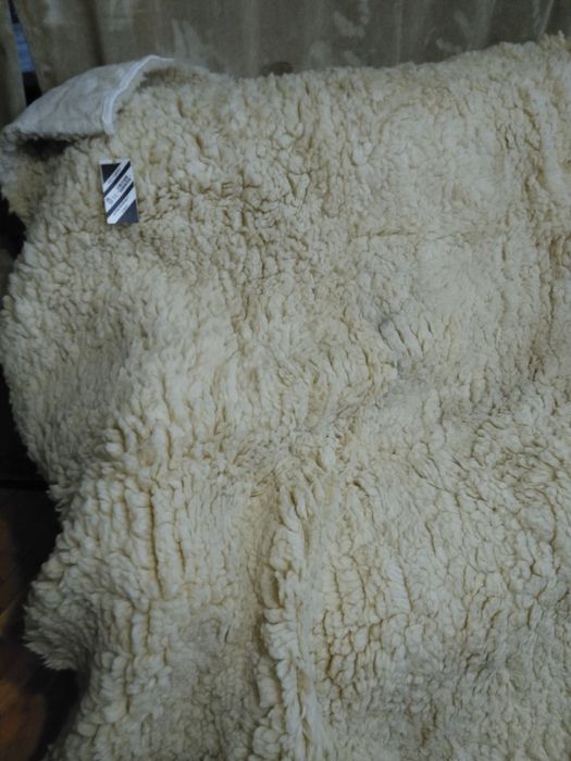 Вълнен губер (китеник)