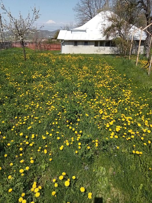 Vand teren cu casa