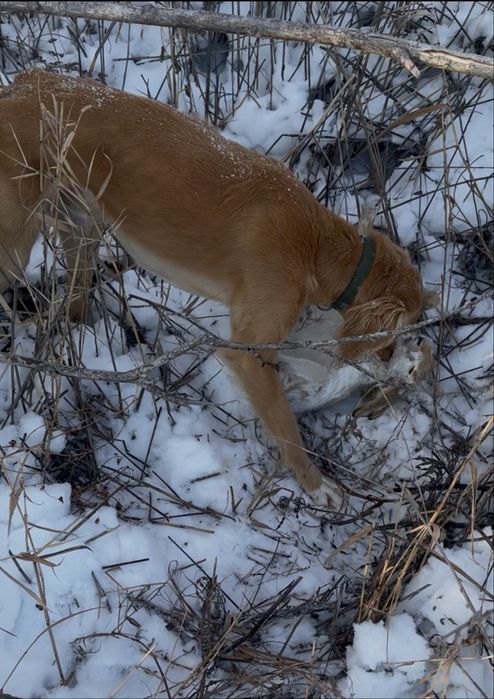 Шашақ Тазы арлан.