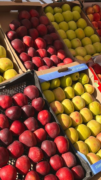 Саженцы яблони 1500