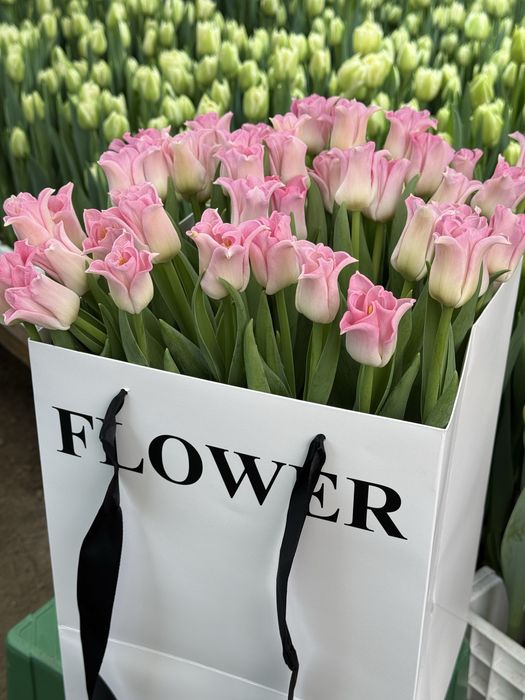 Тюльпаны  оптом и в розницу!