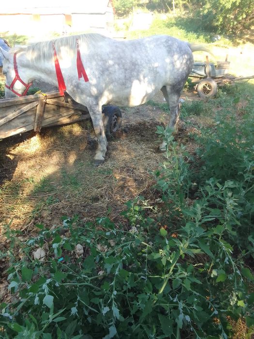 Iapă de vânzare de 4 ani