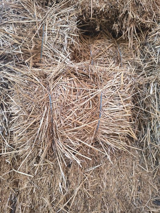 Baloți paie de grau,orzoaica, fan și Lucerna