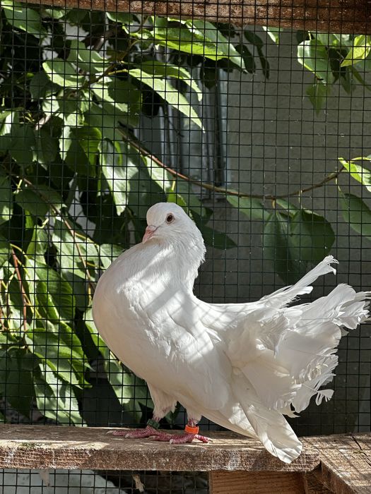 Vând porumbei de ornament
