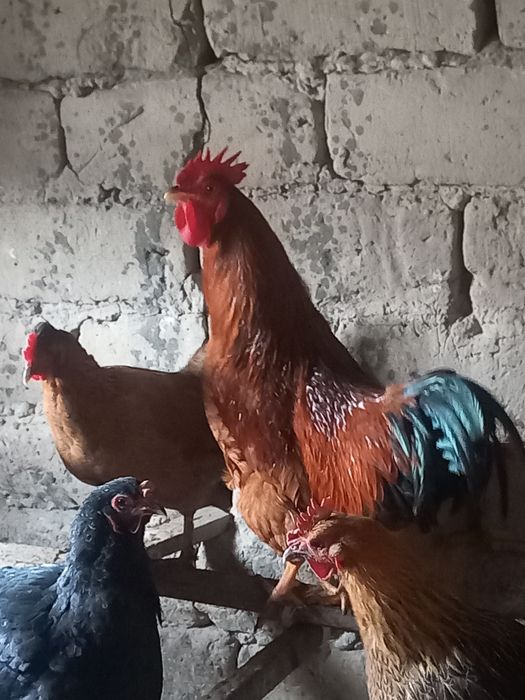 Қораздар сатылады