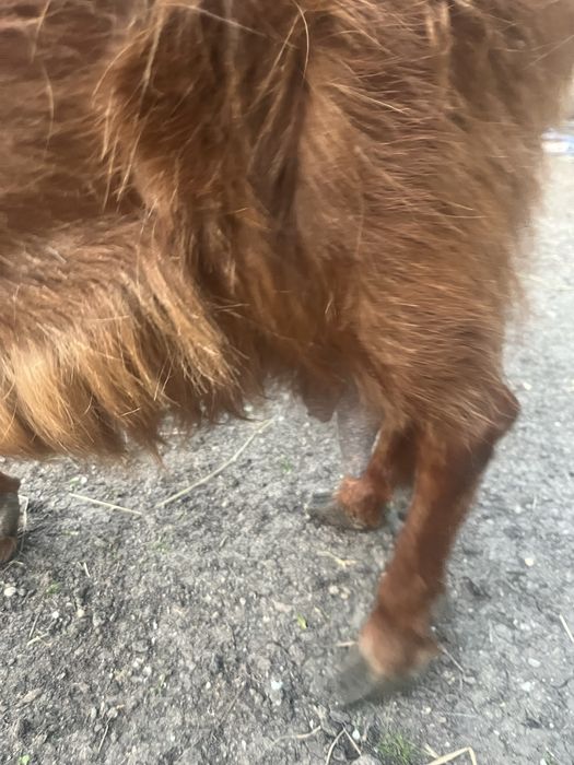 Vand capra si iede alpin franceze