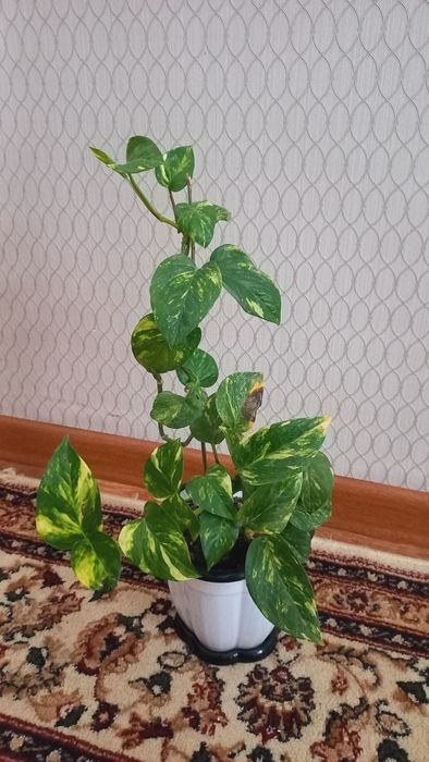 Комнатные растения