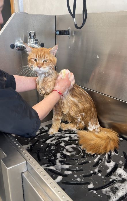 Мейн кун мъжки Maine coon