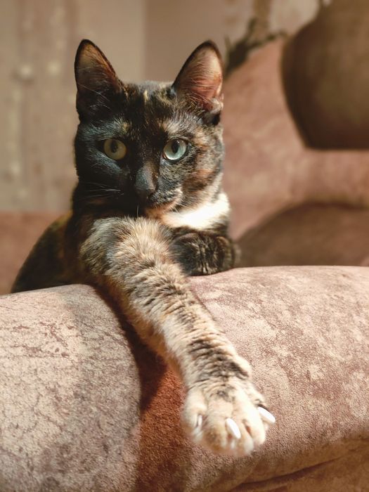 Отдам в добрые руки,умнейшую кошку