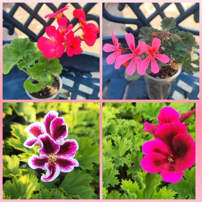 Мушката и сакъзи