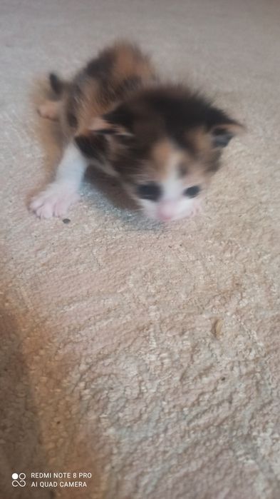 Мысыктын баласы.