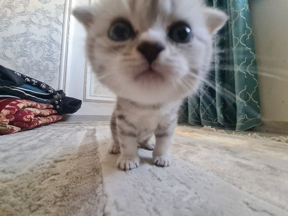 Продаю котика пародистова