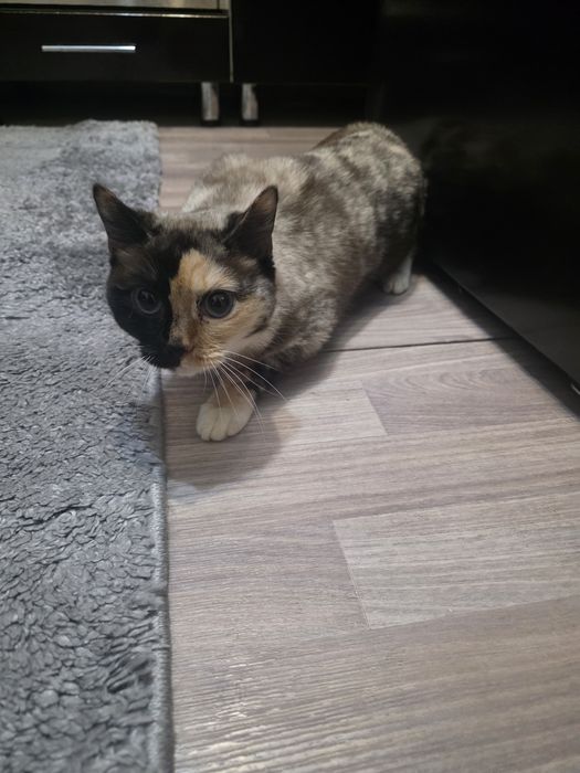 Отдам в добрые руки кошечку около 3 лет