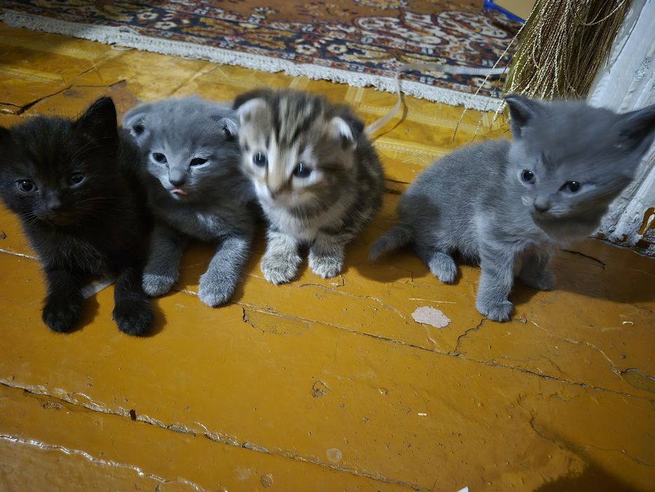 Мамкины детки.Продам котят