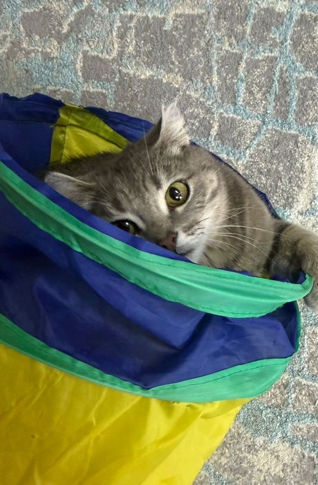 Кошечка молодая!