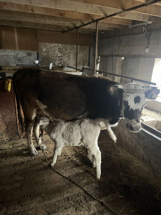 Сиыр сатамын еркек бұзауымен.