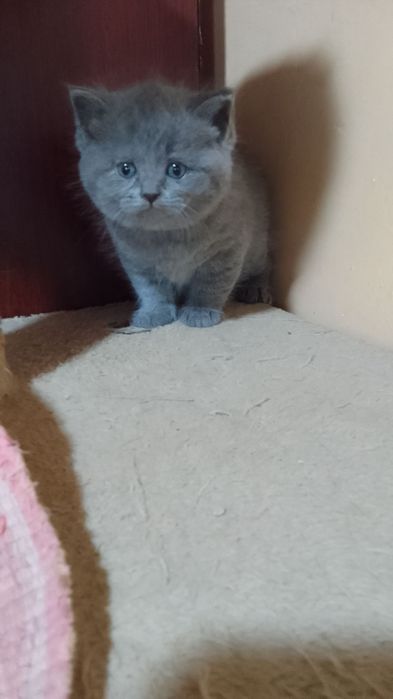 Sotiladi oʻyin qaroq latok biladi bomboqch