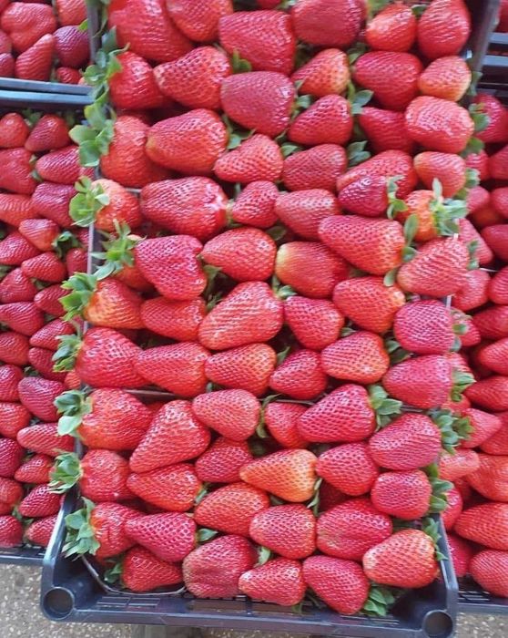 Продавам расат ягоди и малини