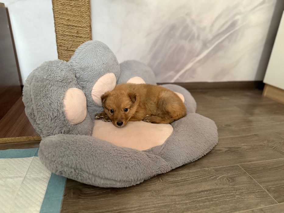 Отдам собаку в хорошие руки!