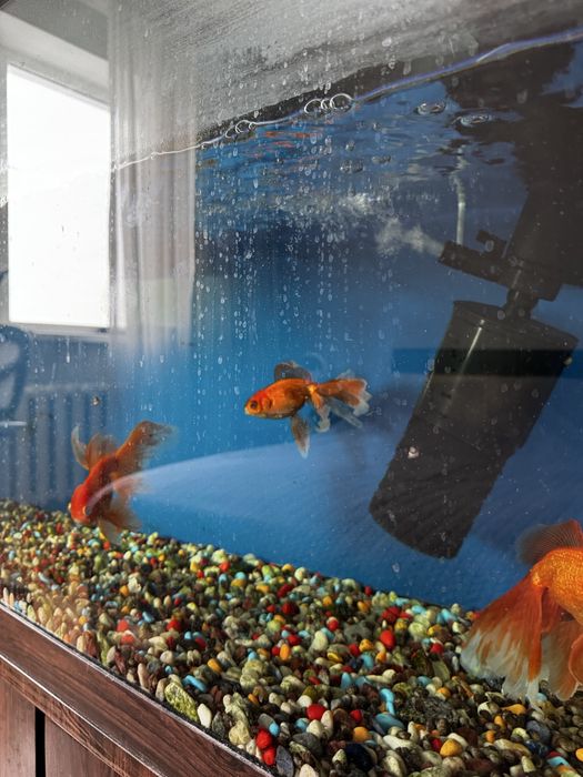 Аквариум 200 л с тумбой и рыбками