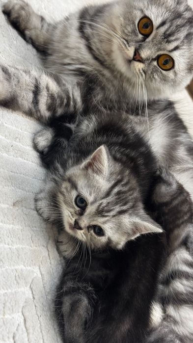 Продам шотландских котят