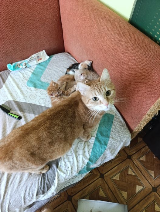 Сладки малки котенца