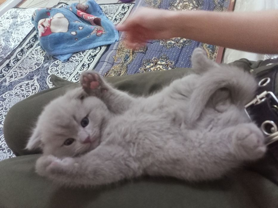 Продается породистый котенок Скотиш Фолд