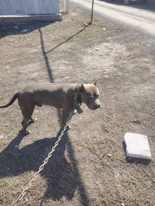 Сатылады стафф таза