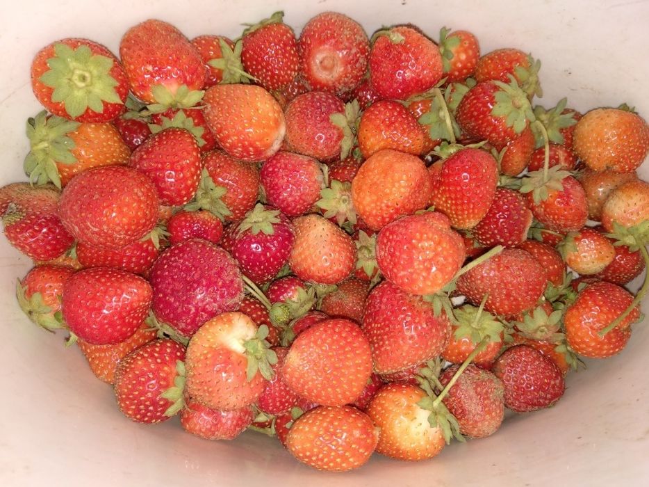 Продам рассады клубники, малины