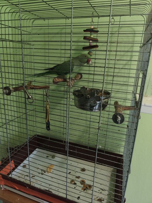 Papagal Micul Alexandru