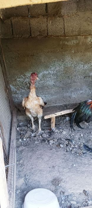Xoroz tovuq dakan sotilad zoti toza turk