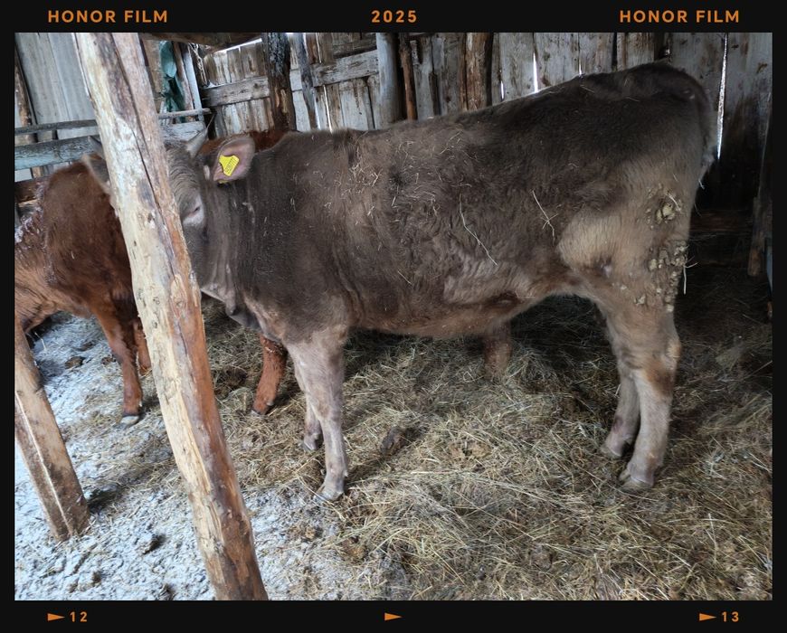 Продам тёлок полторашек по 430000